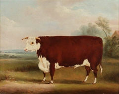 Prize Bull by William Henry Davis
