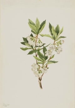 Rocky Mountain Rhododendron (Rhododendron albiflorum) by Mary Vaux Walcott