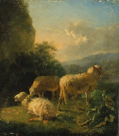 Sheep by Balthasar Paul Ommeganck