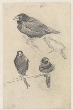 Studieblad met kleine vogels by Jan van Essen