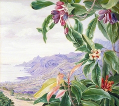 The Clove in Fruit and View over Mahé, Seychelles