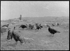Turkey Pasture by Charles Henry Hayden