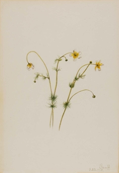 Water Crowfoot (Batrachium trichophyllum) by Mary Vaux Walcott
