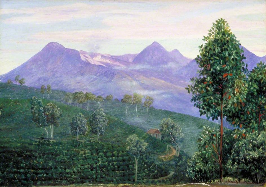 Another View of Papandayang with Jak Fruit Tree in the Foreground