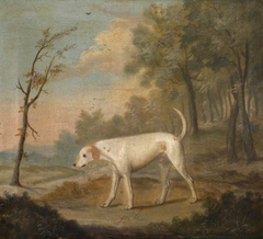 'Billy', a White Hound by Francis Sartorius