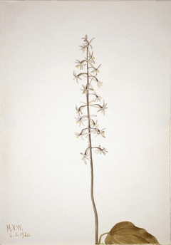 Crane-Fly Orchis (Tipularia uniflora) by Mary Vaux Walcott