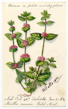 Field Mint (Menitha arvensis) - William Catto - ABDAG016203 by William Catto