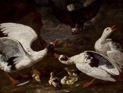 Hawk and geese. by Johann Baptiste Bouttats
