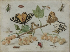 Insects and Fruit by Jan van Kessel I