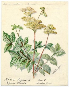 Meadow Sweet (Filipendula ulmaria) - William Catto - ABDAG016183 by William Catto