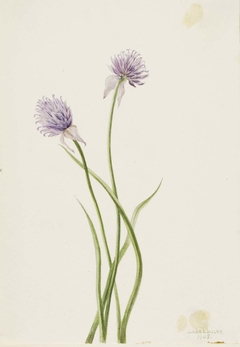 Siberian Onion (Allium sibericum) by Mary Vaux Walcott