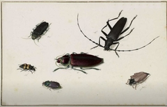 Six Beetles by Pieter Holsteyn I
