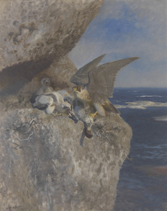 Slechtvalk met nonnetje als prooi bij zijn nest aan de kust by Bruno Liljefors