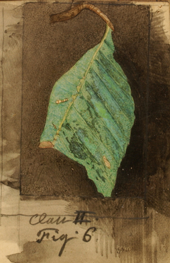 Smaller Spotted Beach Leaf Edge Caterpillar, study for book Concealing Coloration in the Animal Kingdom by Emma Beach Thayer