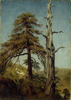Study of Trees by August Cappelen