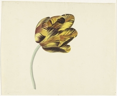 Tulp genaamd Bizard Phoenix by Cornelis van Noorde