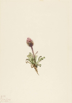 Woolly Fleabane (Erigeron lanatus) by Mary Vaux Walcott