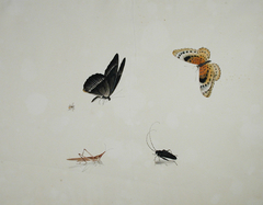 A bee, two butterflies, a grasshopper, and a beetle by Anonymous