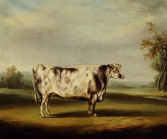 A Grey Shorthorn Cow by William Henry Davis