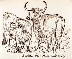 Aberdeen Ox and Shorthorned Bull - James Howe - ABDAG002783.2 by James Howe