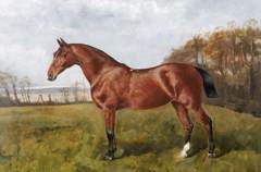 Bay standing in a Paddock by Unknown Artist