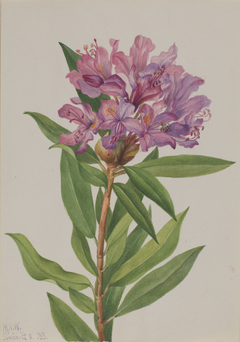 California Rose-Bay (Rhododendron californicum) by Mary Vaux Walcott