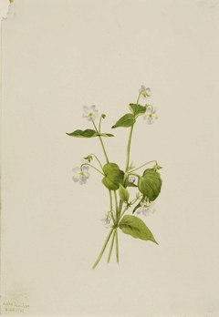 Canada Violet (Viola canadensis) by Mary Vaux Walcott