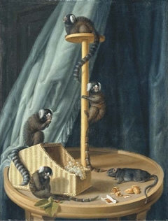 Exotic species of monkeys from the private zoo of Herzog Christian Ludwig von Mecklenburg-Schwerin