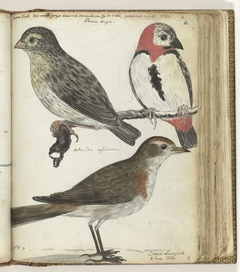 Kaapse vogels by Jan Brandes
