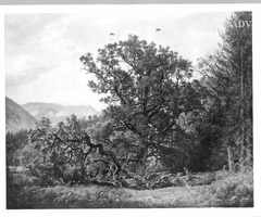 Landscape with oaktrees