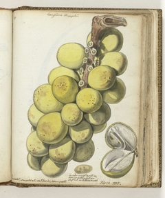 Lanssat, een Oostindische vrucht by Jan Brandes