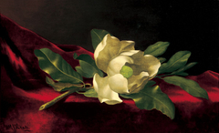 Magnolia by Martin Johnson Heade