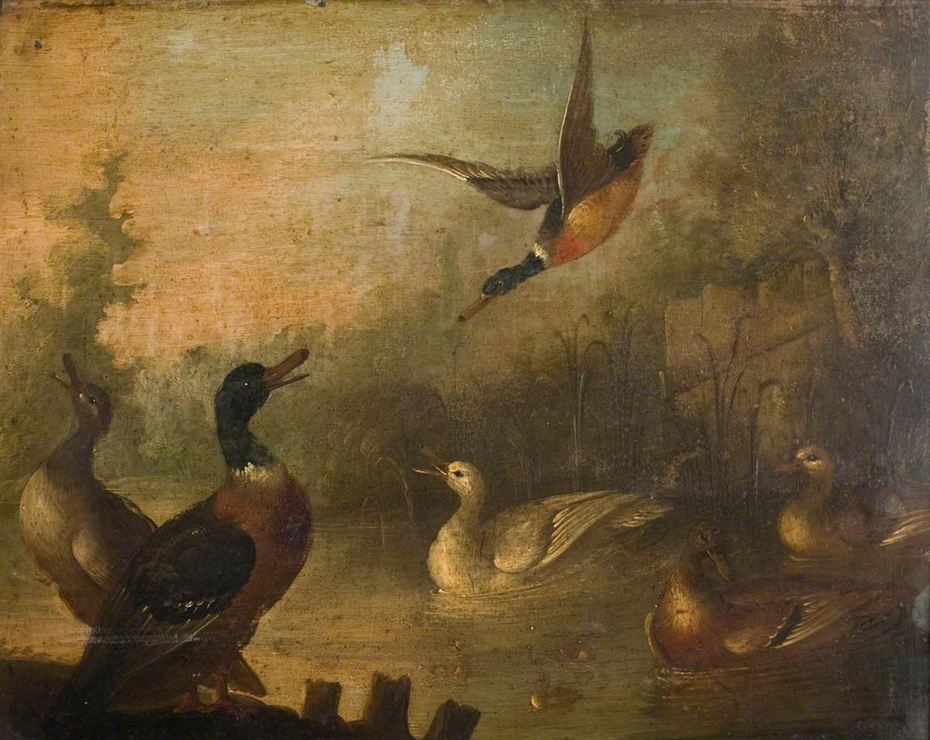Mallards and a White Duck in a Pond