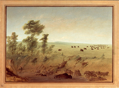 Mired Buffalo and Wolves by George Catlin