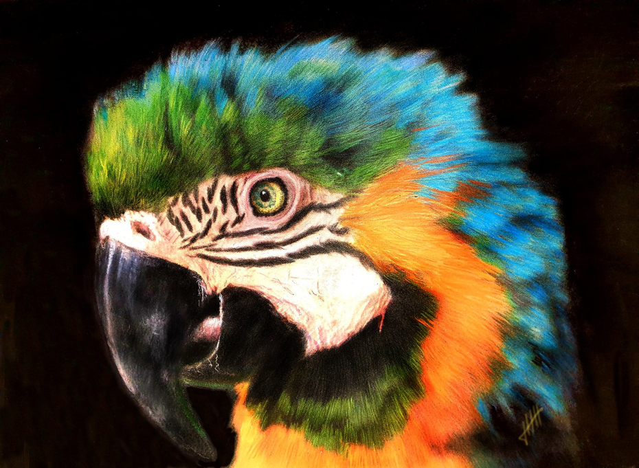 Molly Macaw