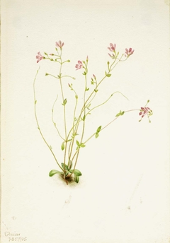 Naiad Spring Beauty (Claytonia parvifolia) by Mary Vaux Walcott