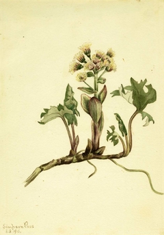 Northern Butterbur (Petasites hyperboreus) by Mary Vaux Walcott