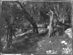 Olivenbäume bei Torbole by Herman Hartwich
