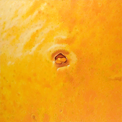 'Orange navel 2' 2005, oil on canvas, 130 x 130 cm by john albert walker