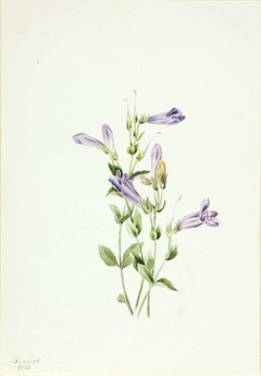 Penstemon (Penstimon fruiticosus) by Mary Vaux Walcott