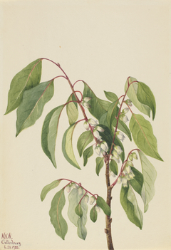 Persimmon (Diospyros virginiana) by Mary Vaux Walcott