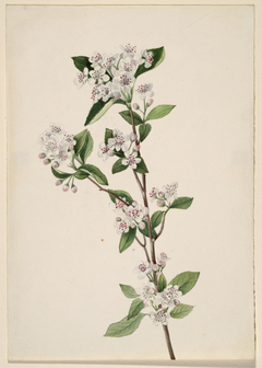 Red Chokeberry (Aronia arbutifolia) by Mary Vaux Walcott