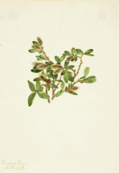 Rock Willow (Salix petrophila) by Mary Vaux Walcott