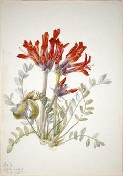 Scarlet Loco (Astragalus coccineus) by Mary Vaux Walcott