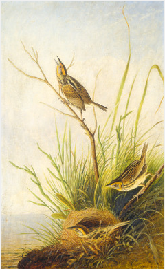 Sharp-Tailed Finch