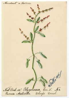 Sheep's Sorrel (rumex acetosella) - William Catto - ABDAG016266 by William Catto