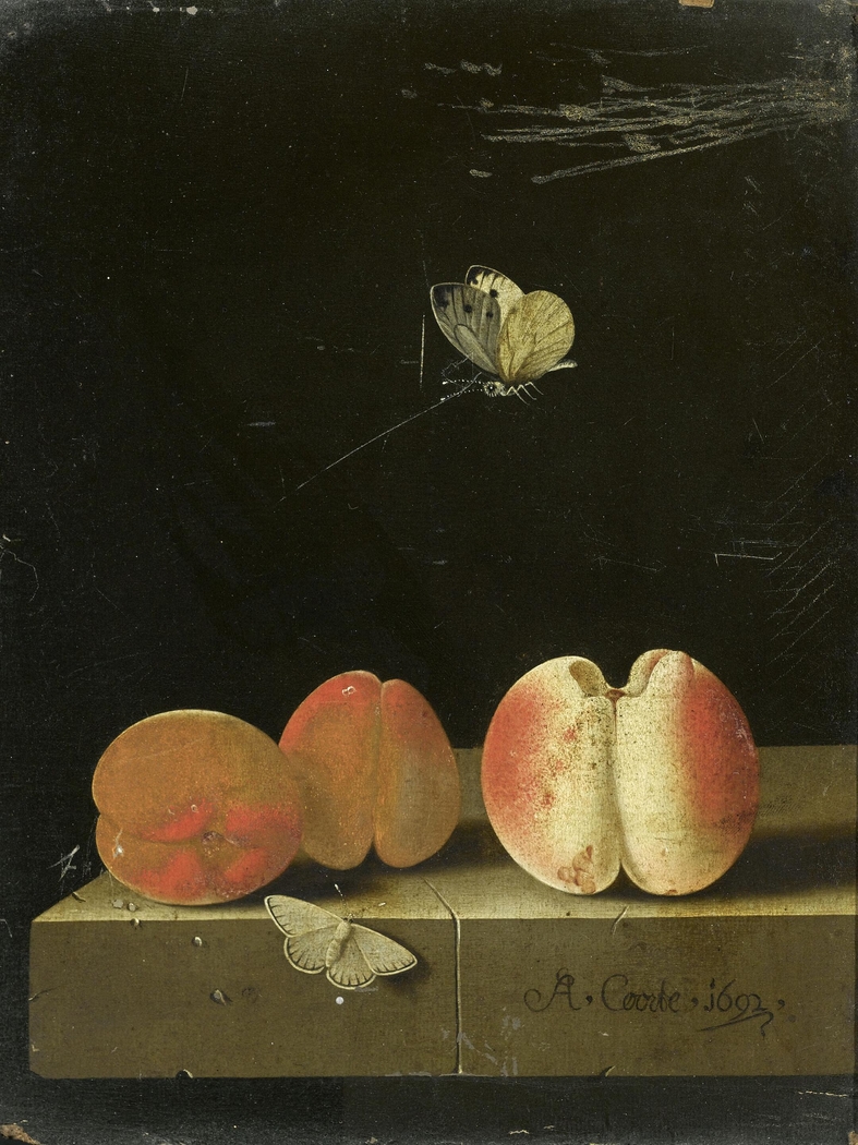 Still life with peach and two apricots