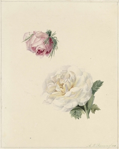 Studies van een roze en een witte roos by Marie Louise Praetorius