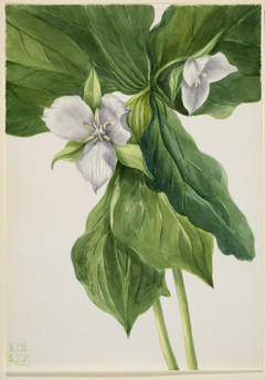 Wake-Robin (Trillium simile) by Mary Vaux Walcott