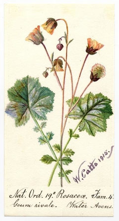 Water Avens (Geum rivale) - William Catto - ABDAG016185 by William Catto